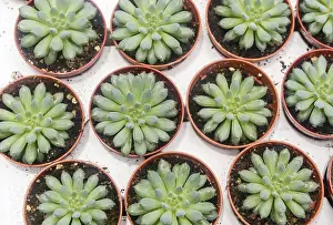 Desert Garden Design Prints: Small succulent plants background