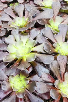 Potted Plant Arrangement Prints: Small succulent plants background