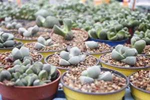 Potted Plant Arrangement Prints: Small succulent plants background
