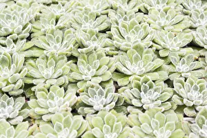 Deserted Greenhouse Scene Prints: Small succulent plants background