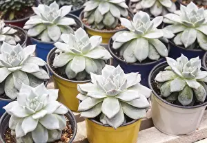 Ornamental Plant Design Prints: Small succulent plants background