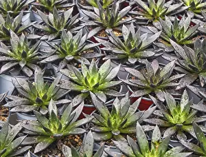 Cactus Family Plants Prints: Small succulent plants background