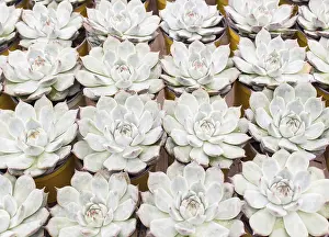 Potted Plant Arrangement Prints: Small succulent plants background