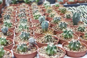 Desert Garden Design Prints: Small succulent plants background