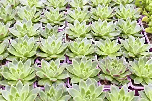 Deserted Greenhouse Scene Prints: Small succulent plants background