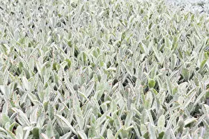 Indoor Gardening Hobby Prints: Small succulent plants background