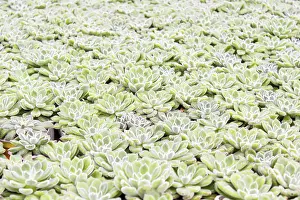 Potted Plant Arrangement Prints: Small succulent plants background