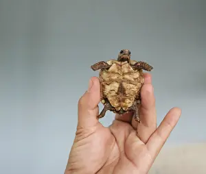 Related Prints: Small, Tiny, Helpless: Trapped Print