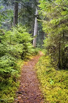 Central Europe Scenery Shots Prints: Small tramp path through the Green Forest