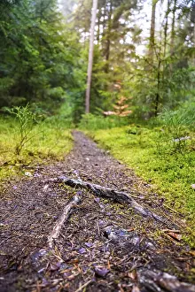 Deserted Forest Road Germany Prints: Small tramp path through the Green Forest