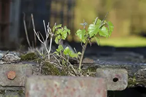 Uninhabited Forest Scenes Prints: Small Tree Growing on a Rusty Metal Structure