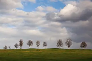 Evening Light Atmosphere Prints: The small trees on a golf course at sunset