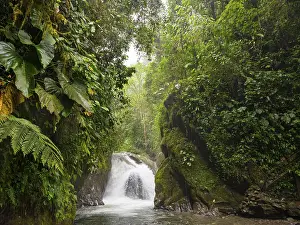 South American Waterfalls Prints: Small waterfall in the cloud forest