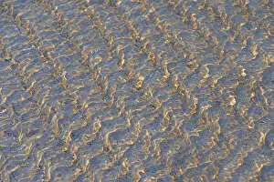 German North Sea Island Getaway Prints: Small waves on the sandy beach with light reflections