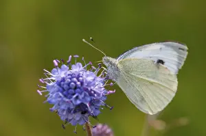 Pterygote Insect Images Prints: Small white cabbage, white cabbage
