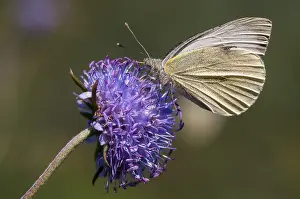 Prints of Small white cabbage, white cabbage, Pieris Rapae, small white, butterfly, insects, butterfly, butterflies, butterflies, whites Small White Prints: Small White Butterfly on White Cabbage Print