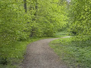 Springtime Deciduous Trees Prints: Small winding forest path in beech forest in spring in Ystad
