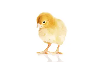 Young Bird Photography Prints: Small yellow Easter chick. Isolated on white