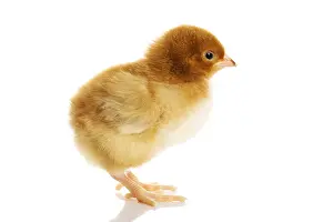 White Background Wildlife Photography Prints: Small yellow Easter chick. Isolated on white