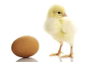 Studio Shot Of Chicken Prints: One small yellow separated chicken and egg