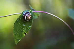 Snail On Leaf Prints: Snail on leaf