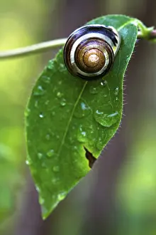Snail On Leaf Prints: Snail on leaf