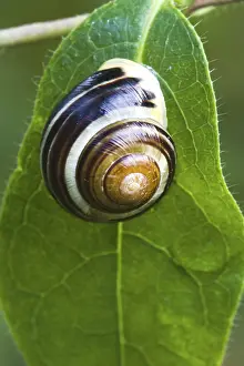 Snail On Leaf Prints: Snail on leaf