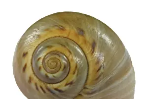 Snail Shell Prints: Snail shell