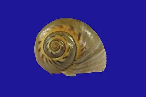 Snail Shell Prints: Snail shell