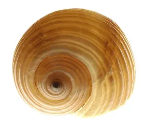 Conch Prints: Snail-shell Print from imageBROKER