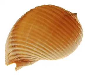 Conch Prints: Snail-shell Print with Intricate Patterns