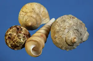 Related Prints: Snail Shell Print, Close-up of a Snail's Protective Exterior