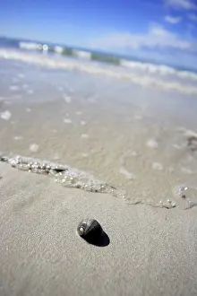 Close Up Snail Shell Prints: Snailshell on the beach