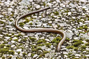 Slowworm Prints: Western Slow Worm Print - Anguis fragilis, Germany