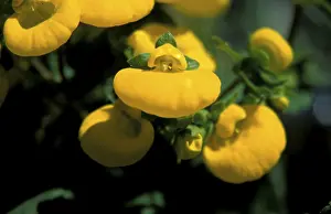Summer Blooms Prints: Snapdragon in bloom