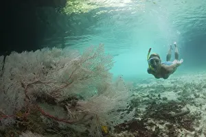 Micronesia Water Sports Prints: Snorkelling in Risong Bay, Risong Bay