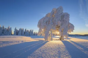 Southern Germany Winter Scenery Prints: Snow covered beech tree, Winbuche