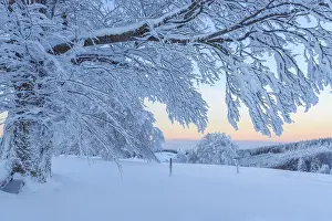 Southern Germany Winter Photography Prints: Snow covered beech tree, Winbuche