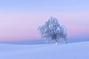 Southern Germany Snowy Landscape Prints: Snow covered beech tree, Winbuche