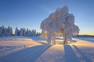 Black Forest Sunrise Prints: Snow covered beech tree, Winbuche