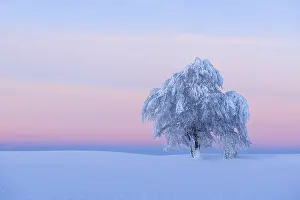 Deciduous Tree In Snow Prints: Snow covered beech tree, Winbuche