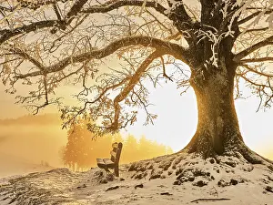 Deserted Swiss Landscape Prints: Snow-covered bench and tree in the light of the setting sun
