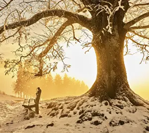 Deserted Swiss Landscape Prints: Snow-covered bench and tree in the light of the setting sun