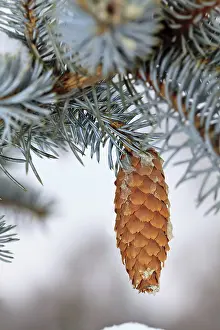 Snow Covered Pine Branches Prints: snow has covered branches with strobile