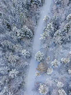 Black Forest Winter Landscape Prints: Snow-covered path through a quiet