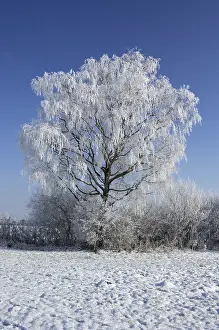 Winter Nature Scene Prints: Snow covered tree