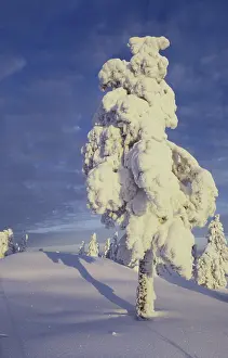 Winter Tree Prints: Snow covered tree