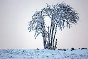 Evening Mood In The Black Forest Prints: Snow-covered tree in the evening light