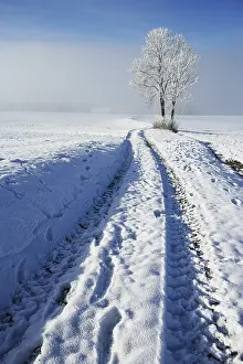 Austria Winter Landscapes Prints: Snow-covered tree with field path