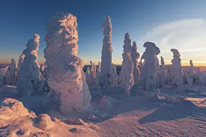 US Travel Photography Prints: Snow-covered trees in the evening light